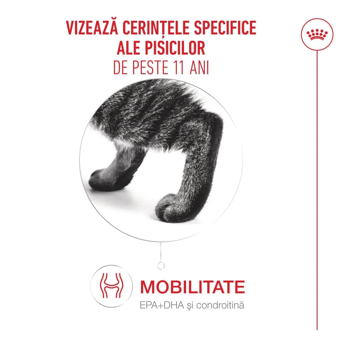 Royal Canin Feline Health Nutrition Healthy Ageing 11+ hrană uscată pisici senior 4kg