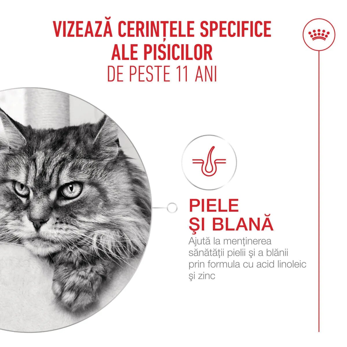 Royal Canin Feline Health Nutrition Healthy Ageing 11+ hrană uscată pisici senior 4kg