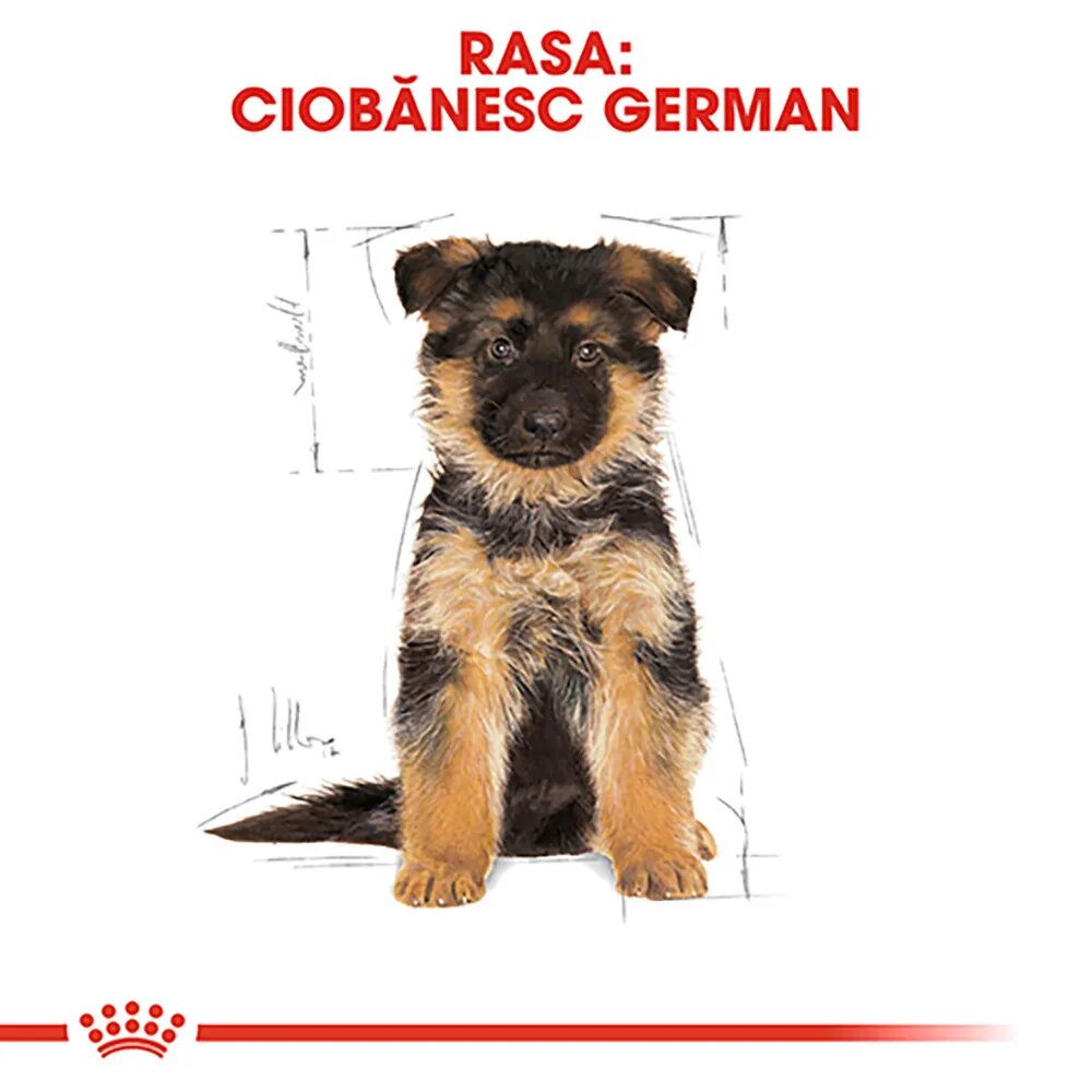 Royal Canin German Shepherd Puppy hrană uscată câini junior 3kg