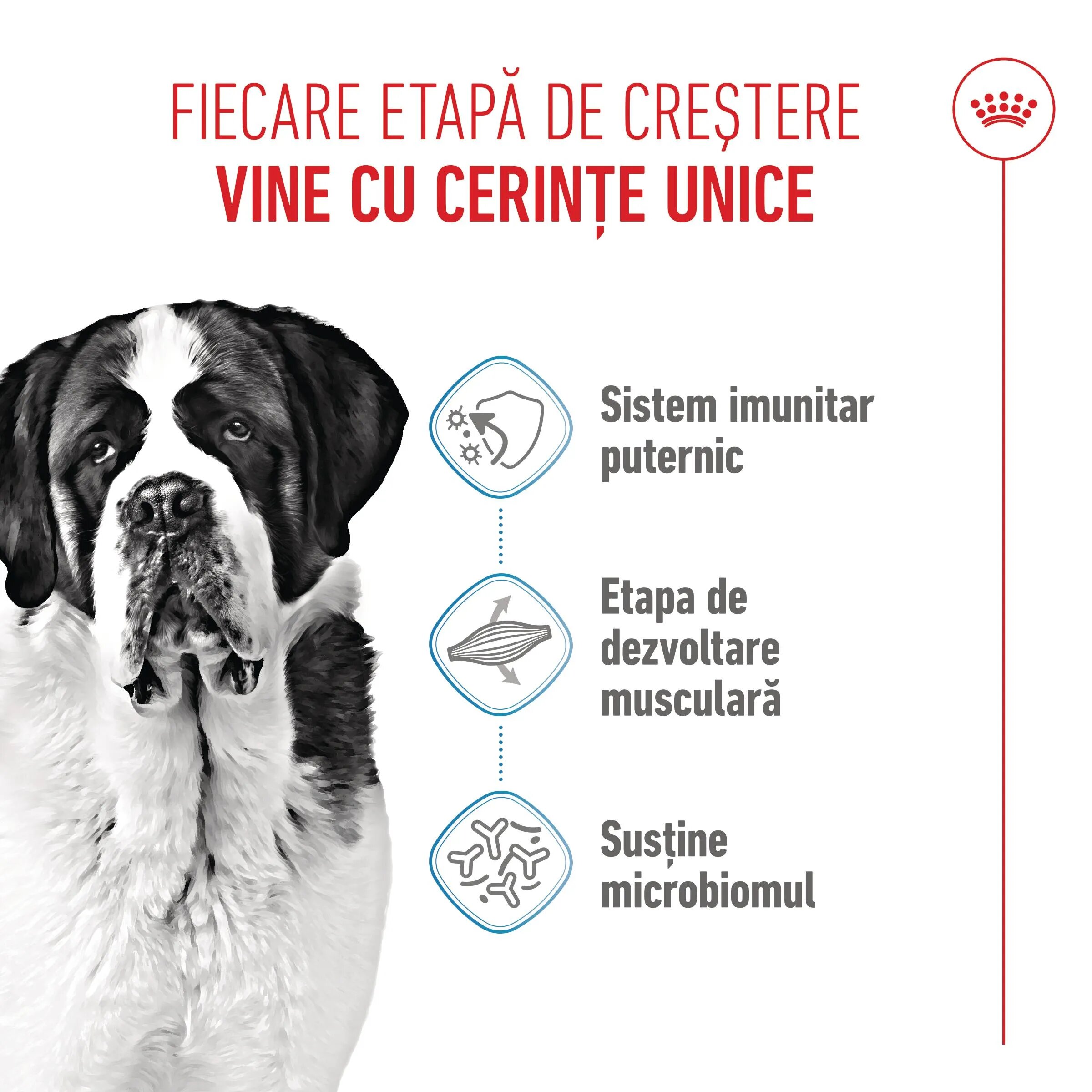Royal Canin Giant Junior hrană uscată câini junior etapa 2 de creștere 3.5kg