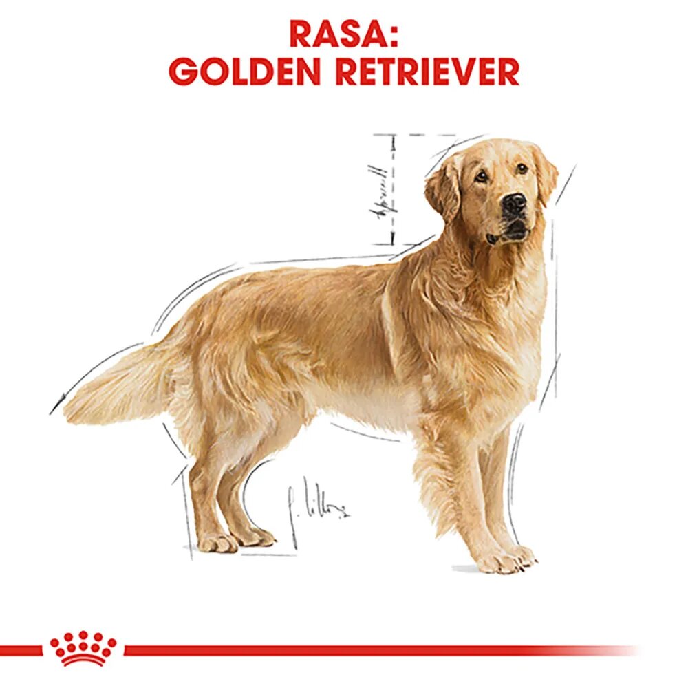 Royal Canin Golden Retriever Adult hrană uscată câini 3kg