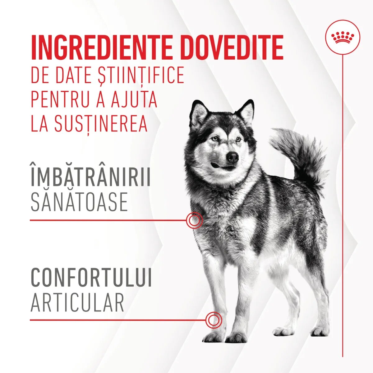 Royal Canin Joint & Ageing Chews Adult Supplements punguță recompense funcționale câini sistem articular 240g