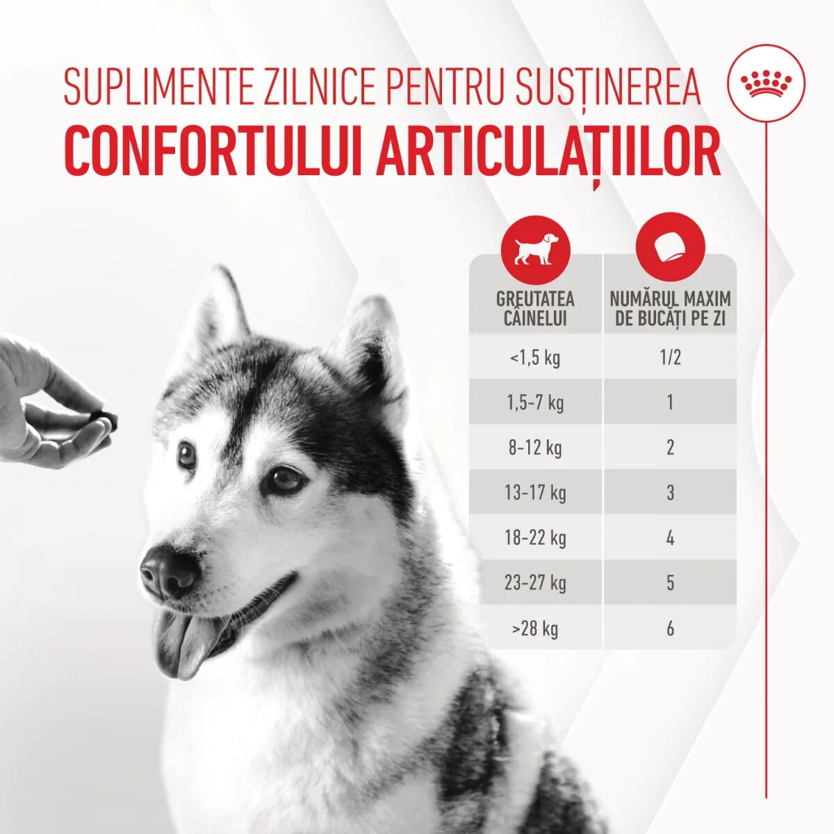 Royal Canin Joint & Ageing Chews Adult Supplements punguță recompense funcționale câini sistem articular 240g