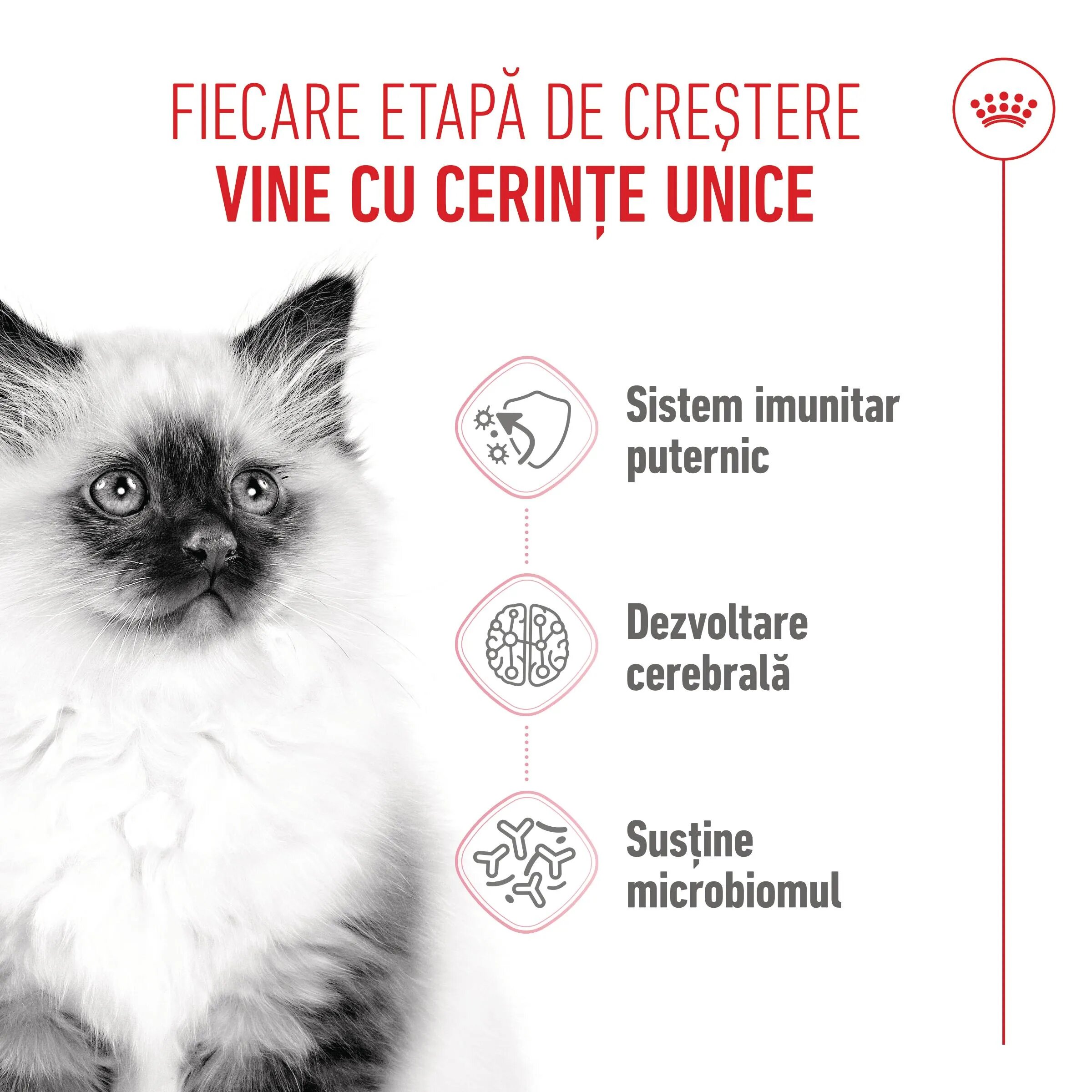 Royal Canin Kitten hrană uscată pisici junior 4kg