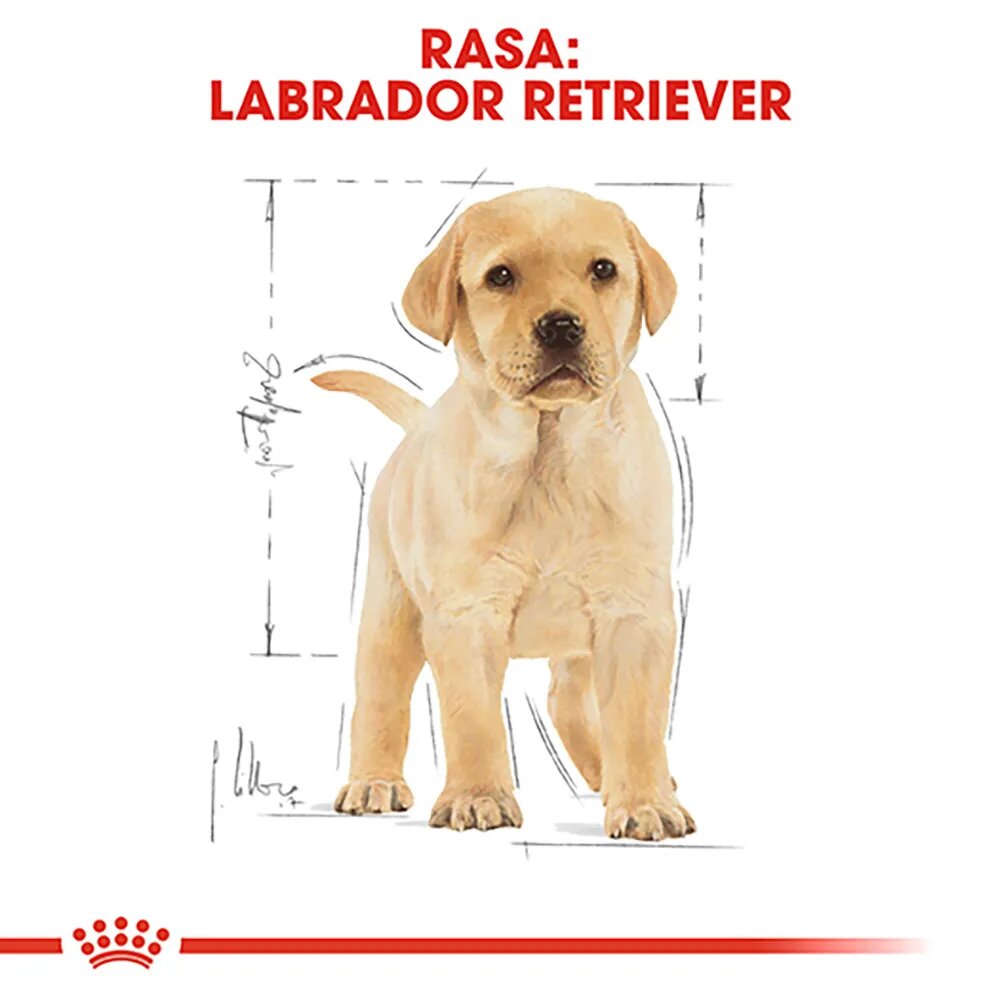 Royal Canin Labrador Puppy hrană uscată câini junior 12kg