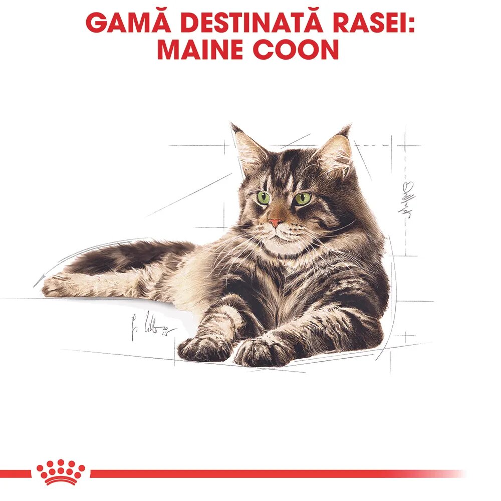 Royal Canin Maine Coon Adult hrană umedă pisici (în sos) 85g