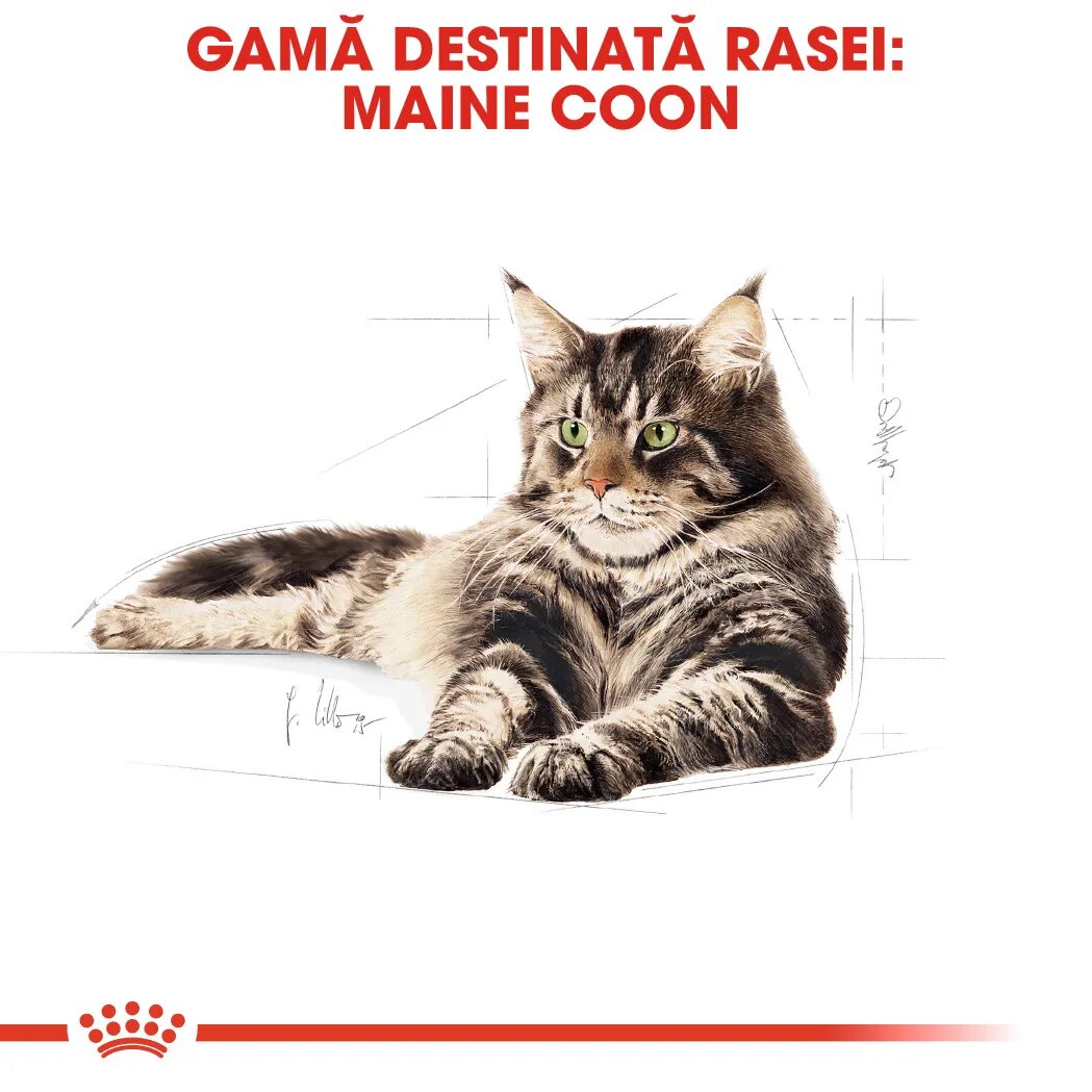 Royal Canin Maine Coon Adult hrană uscată pisici 4kg