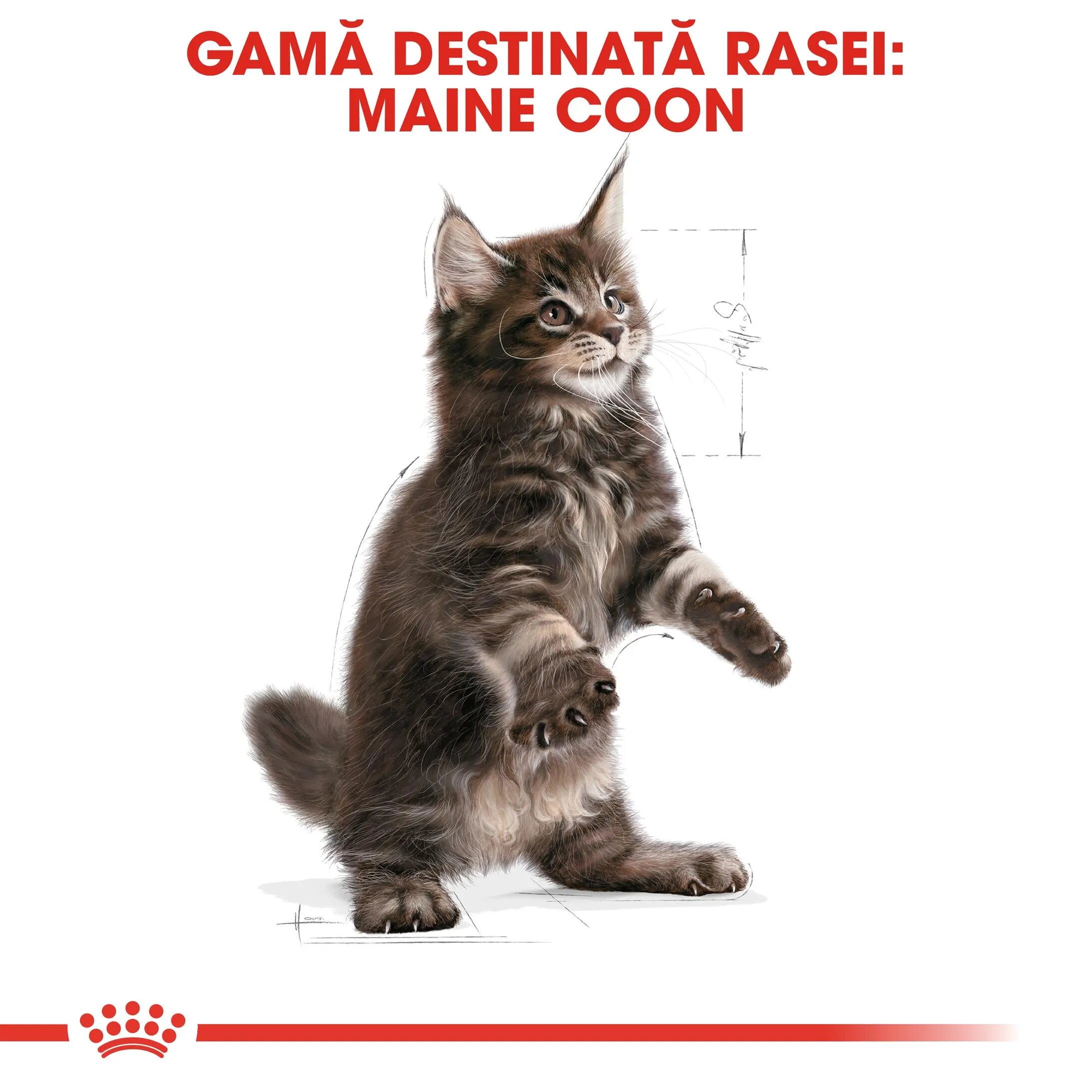 Royal Canin Maine Coon Kitten hrană uscată pisici junior 2kg