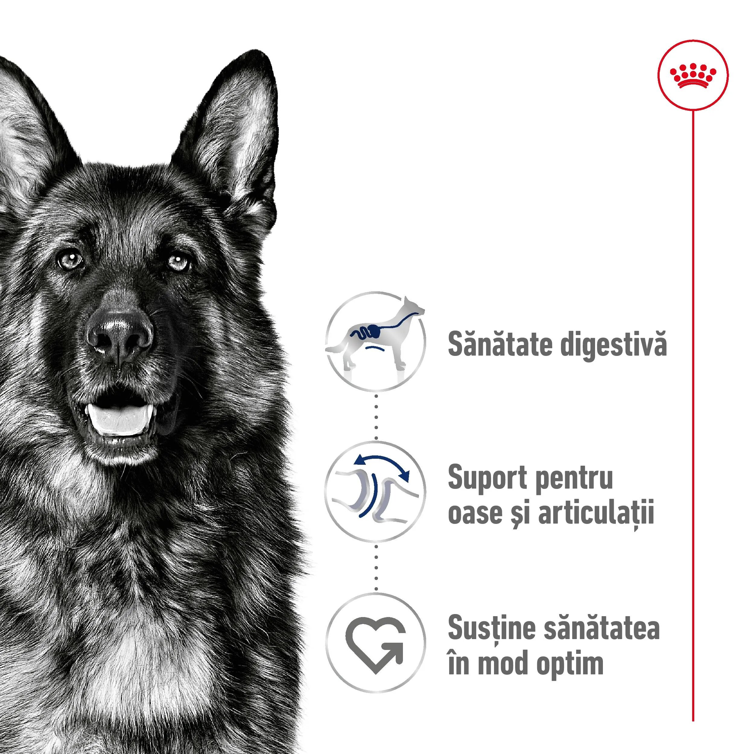 Royal Canin Maxi Adult hrană uscată câini 15kg