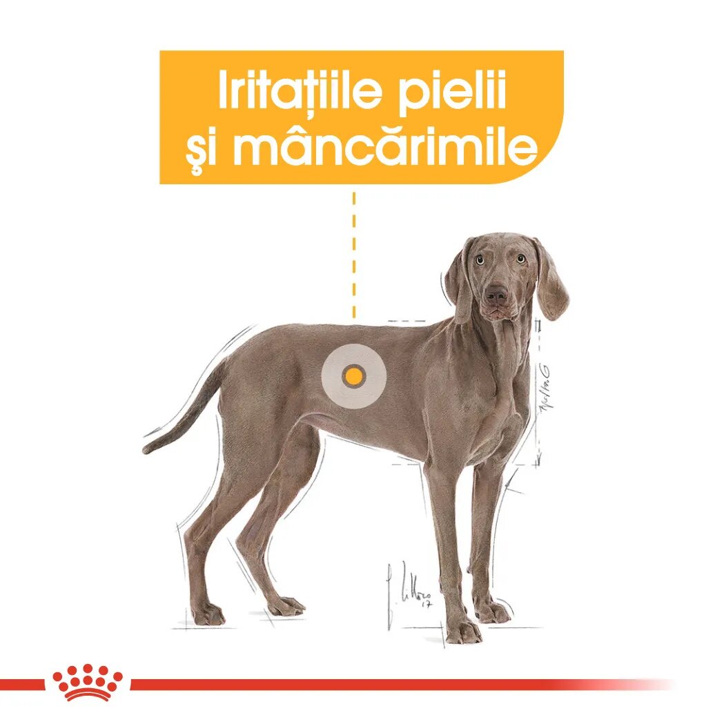 Royal Canin Maxi Dermacomfort hrană uscată câini prevenirea iritațiilor pielii 12kg