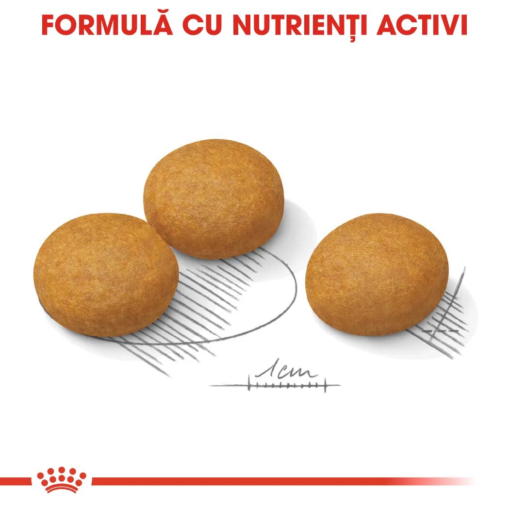 Royal Canin Maxi Dermacomfort hrană uscată câini prevenirea iritațiilor pielii 12kg