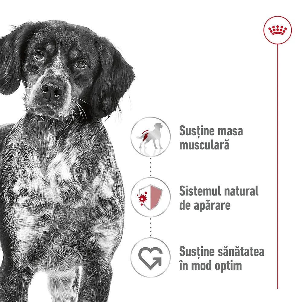 Royal Canin Medium Adult hrană umedă câini (în sos) 140g