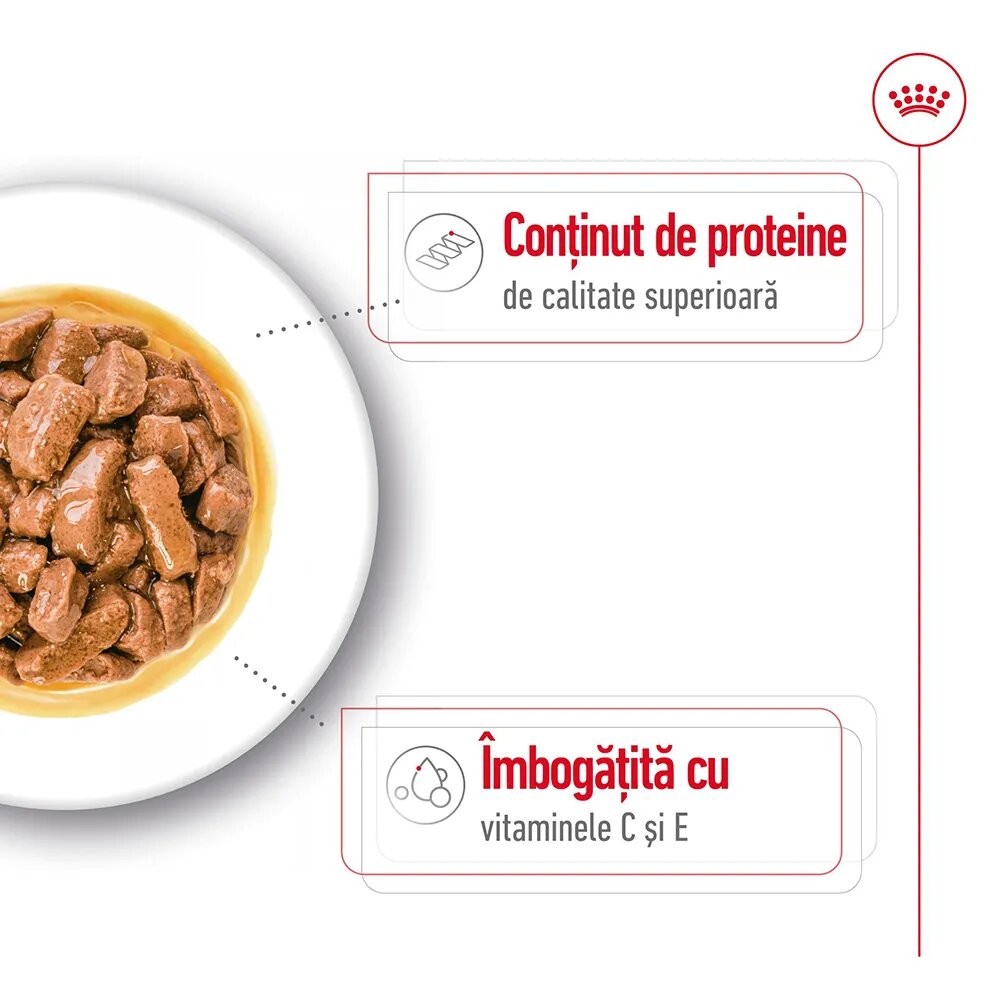 Royal Canin Medium Adult hrană umedă câini (în sos) bax 140g x 10buc