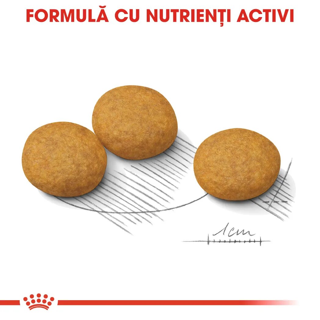 Royal Canin Medium Dermacomfort hrană uscată câini prevenirea iritațiilor pielii 3kg
