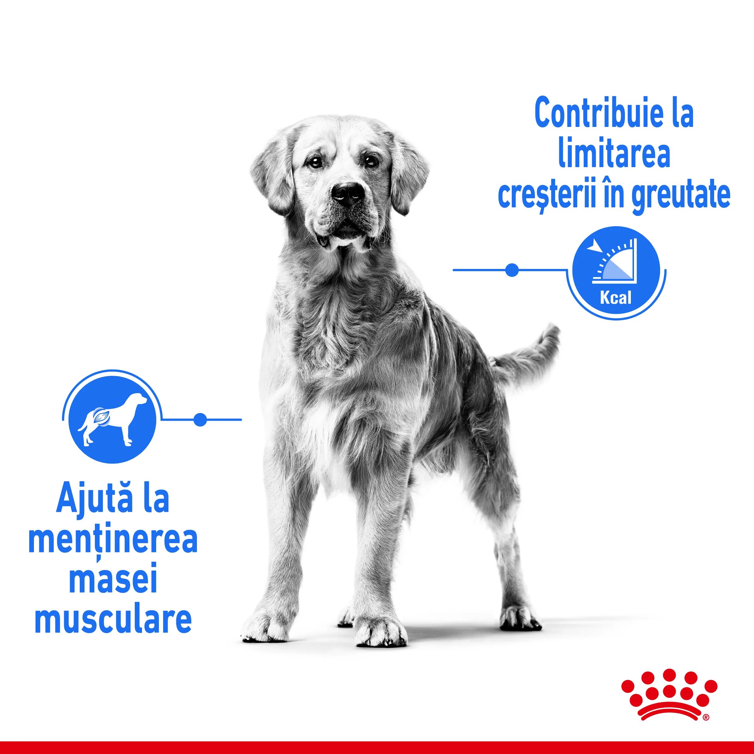 Royal Canin Medium Light Weight Care Adult hrană uscată câini limitarea creșterii în greutate 12kg
