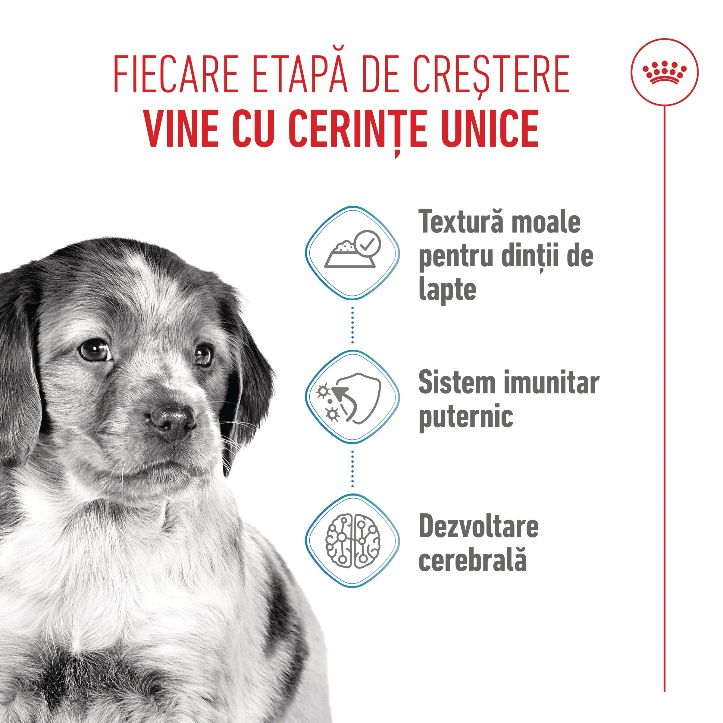Royal Canin Medium Puppy hrană umedă câini junior (în sos) bax 140g x 10buc
