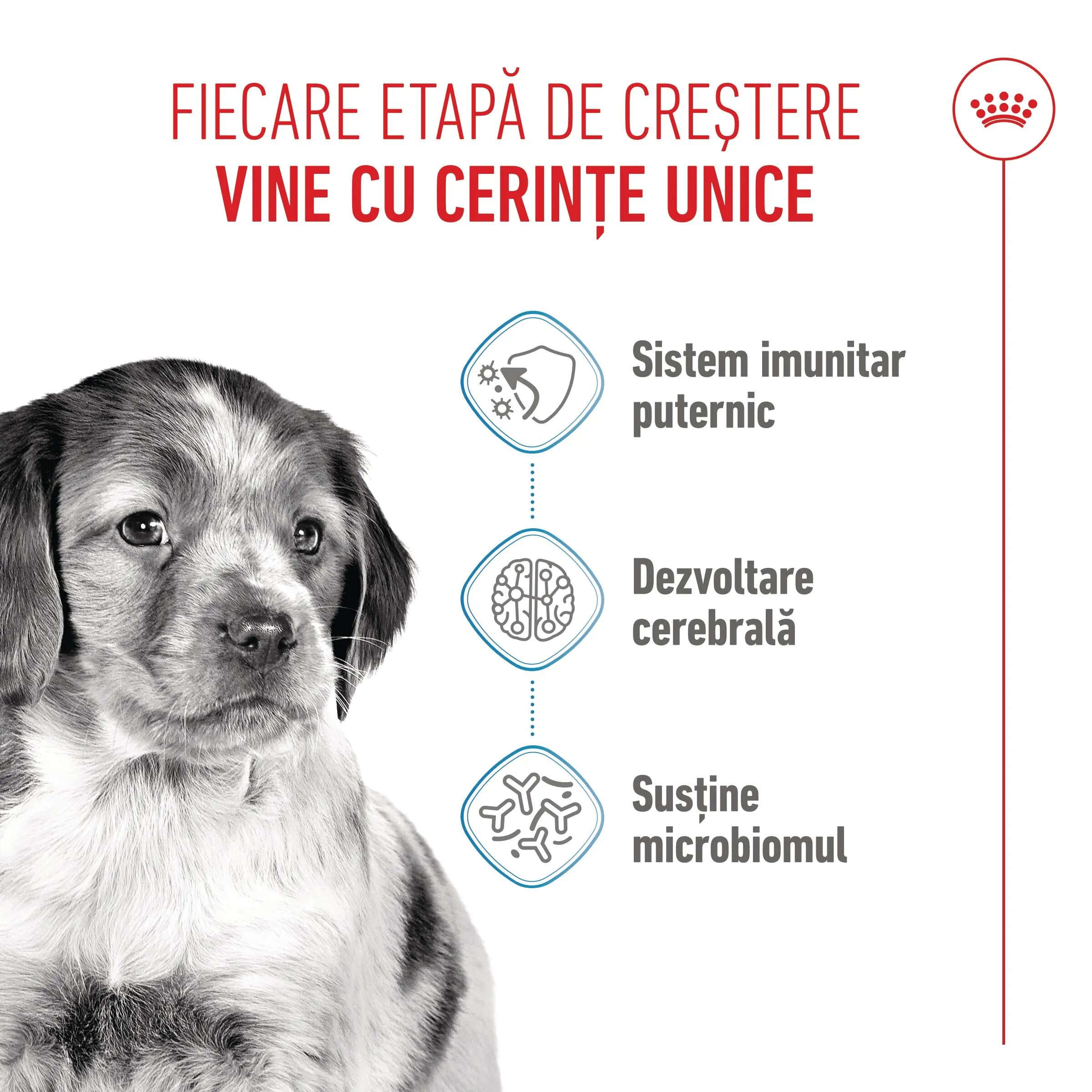 Royal Canin Medium Puppy hrană uscată câini junior 1kg