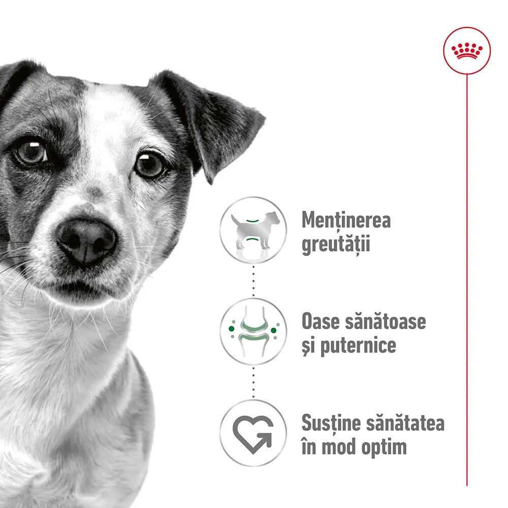 Royal Canin Mini Adult hrană umedă câini (în sos) bax 85g x 12buc