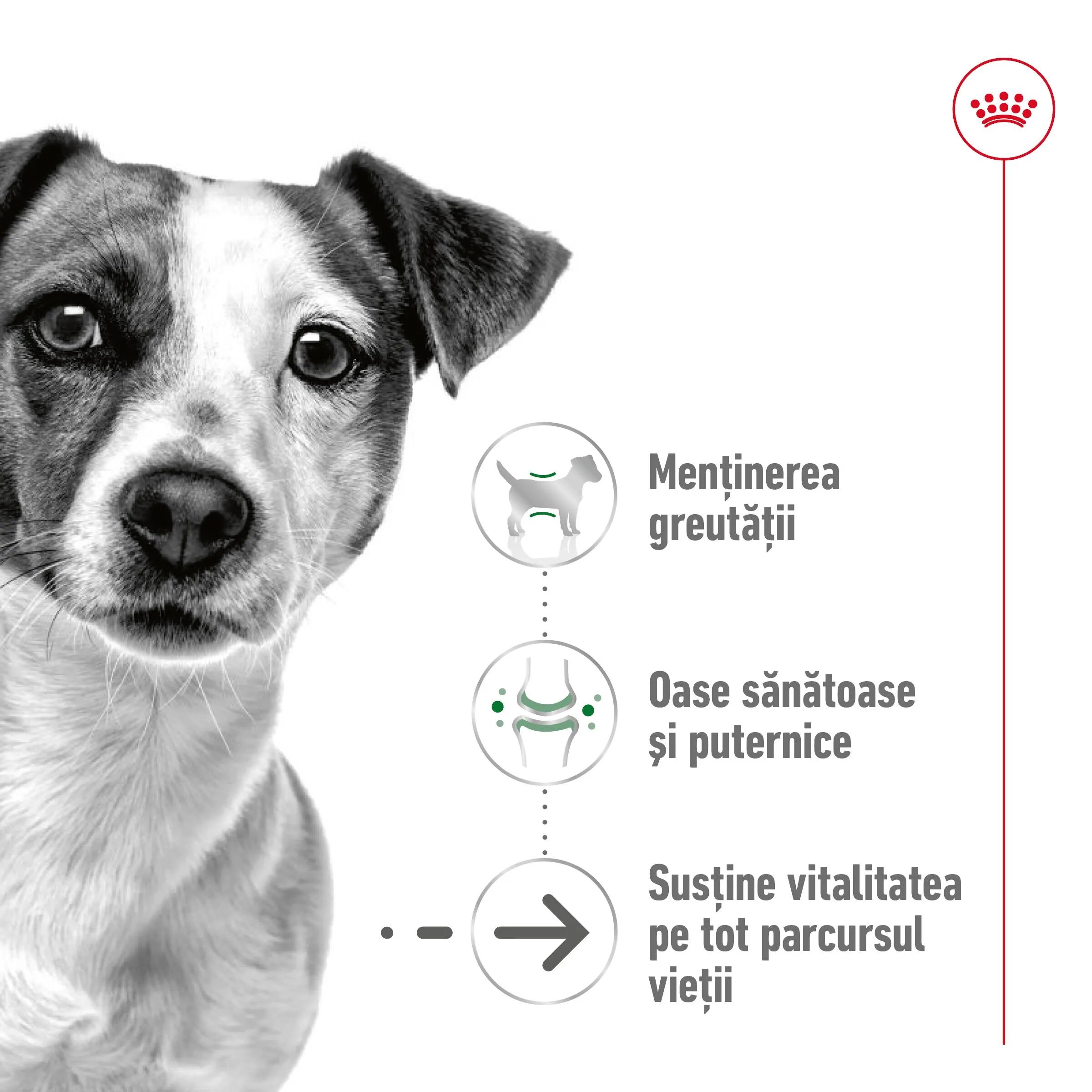 Royal Canin Mini Ageing 12+ hrană uscată câini senior 1.5kg