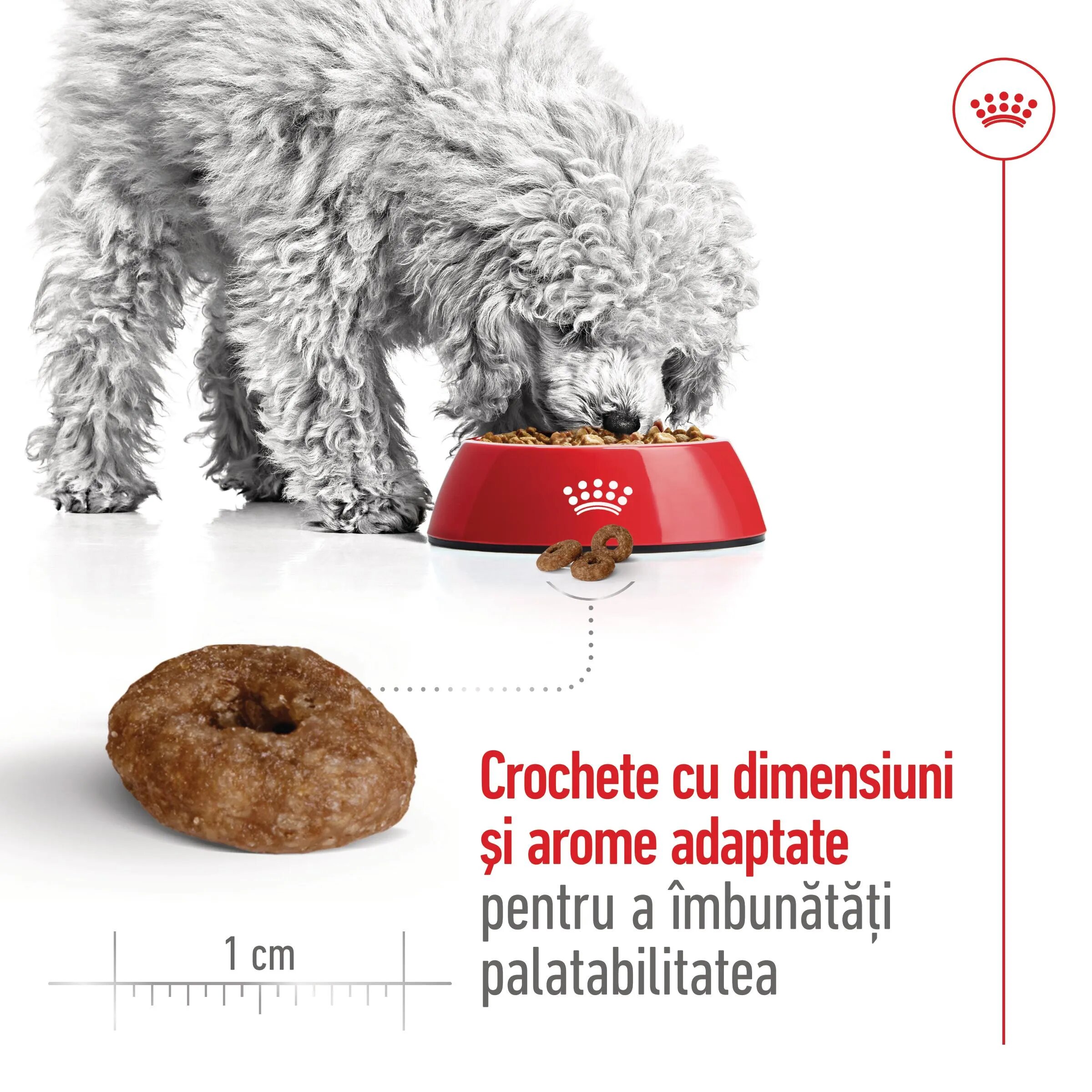 Royal Canin Mini Ageing 12+ hrană uscată câini senior 1.5kg