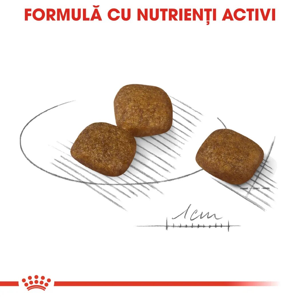 Royal Canin Mini Coat Care Adult hrană uscată câini 3kg