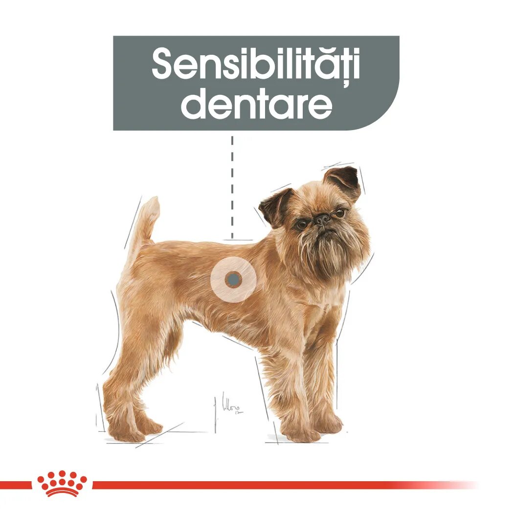 Royal Canin Mini Dental Care Adult hrană uscată câini reducerea formării tartrului 1kg