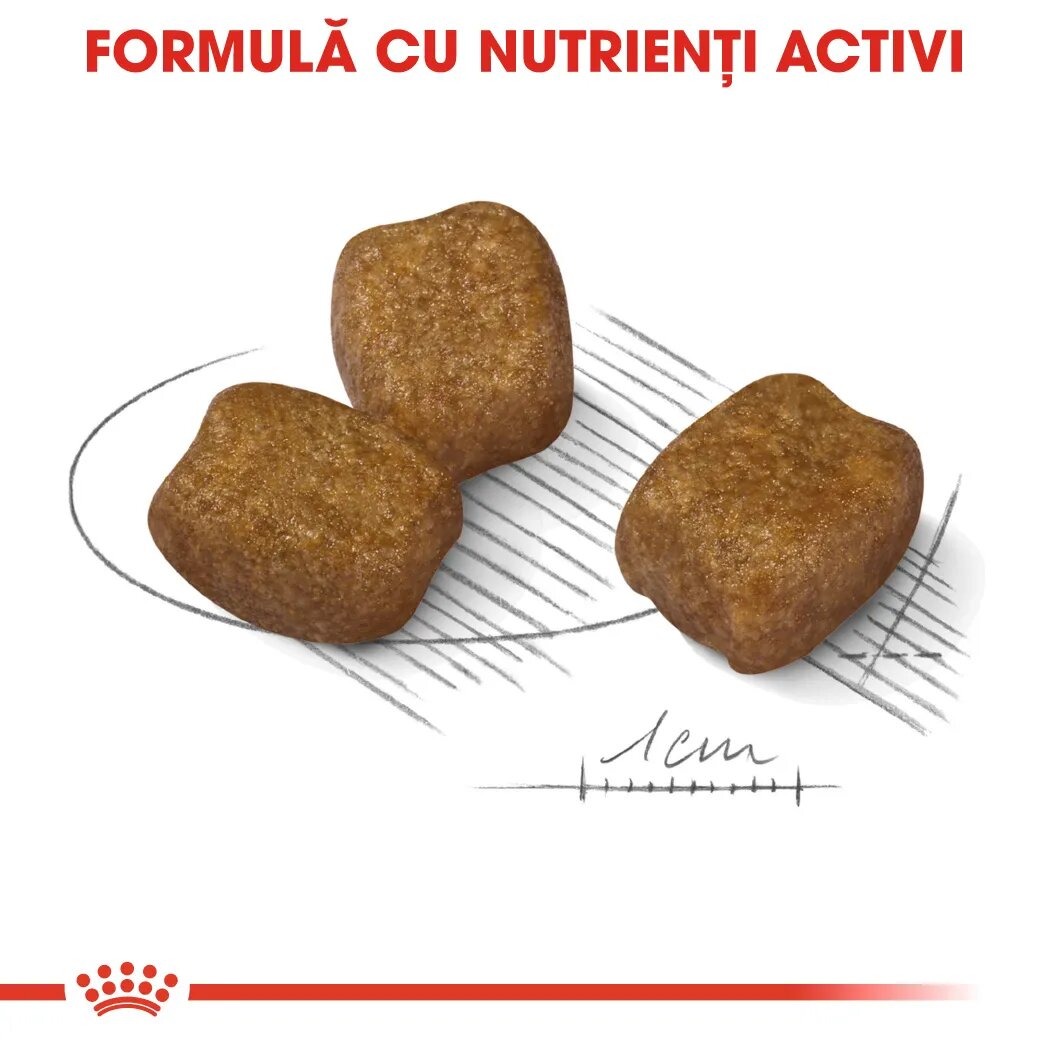 Royal Canin Mini Dental Care Adult hrană uscată câini reducerea formării tartrului 1kg