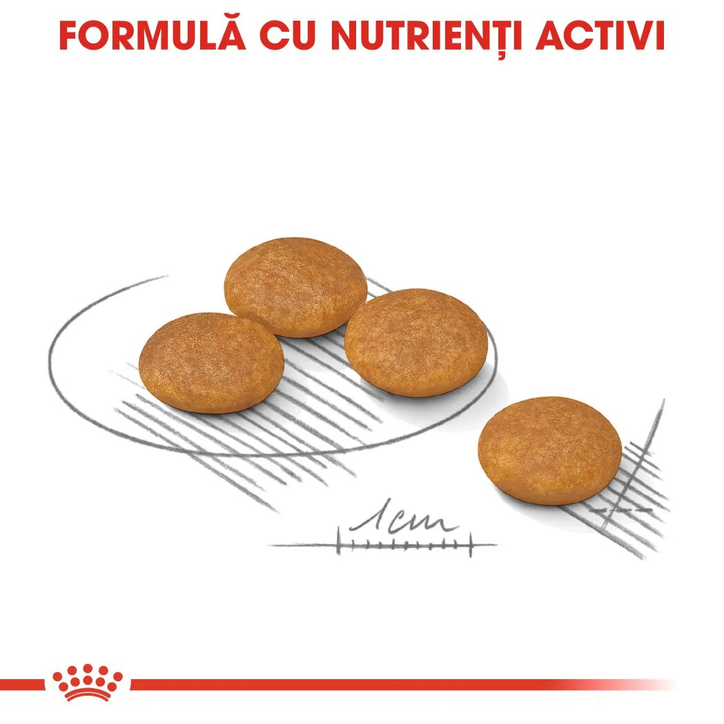Royal Canin Mini Dermacomfort hrană uscată câini prevenirea iritațiilor pielii 3kg