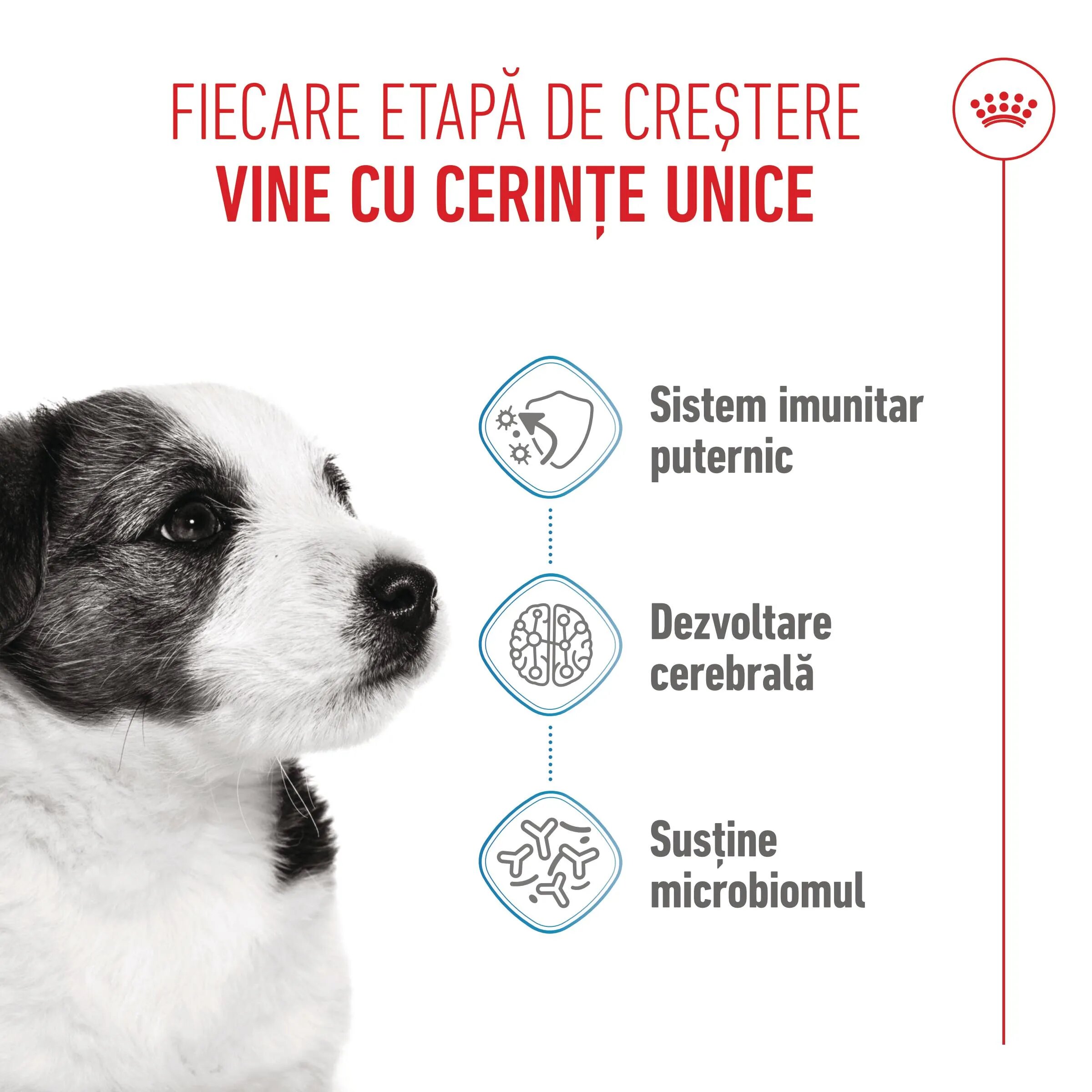 Royal Canin Mini Puppy hrană uscată câini junior 800g