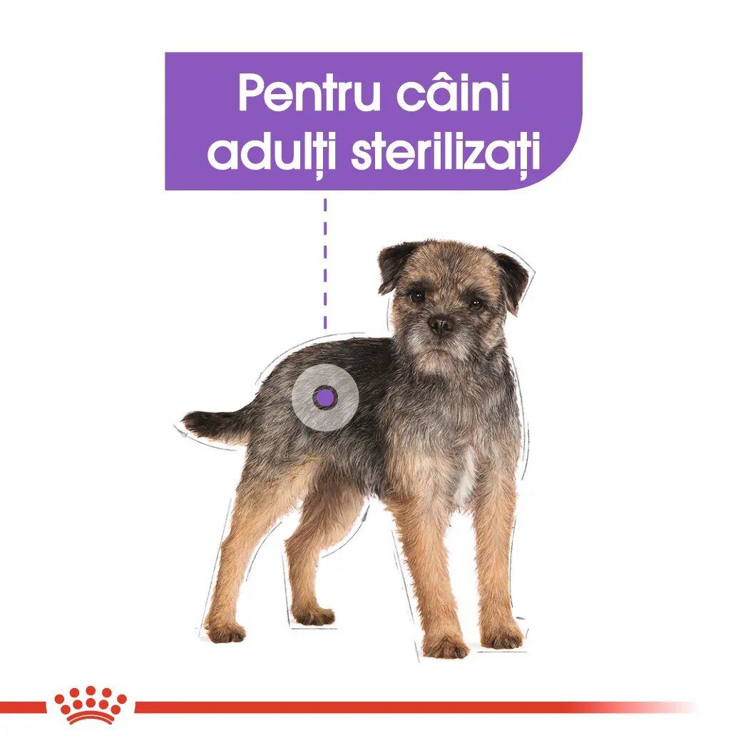 Royal Canin Mini Sterilised Adult hrană uscată câini sterilizați 1kg