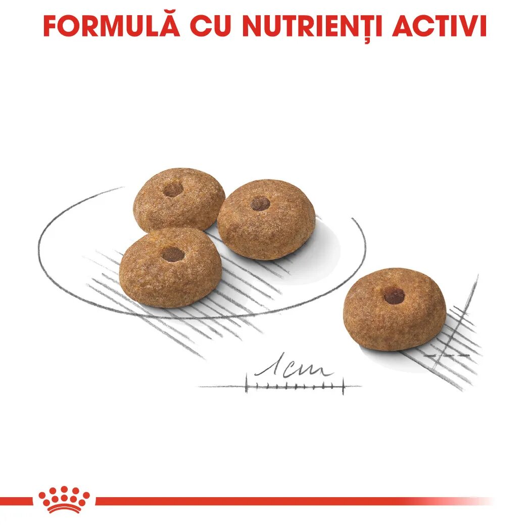 Royal Canin Mini Sterilised Adult hrană uscată câini sterilizați 1kg