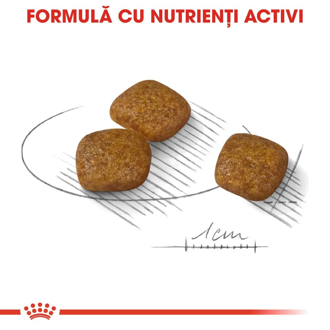 Royal Canin Mini Urinary Care hrană uscată câini sănătatea tractului urinar 1kg