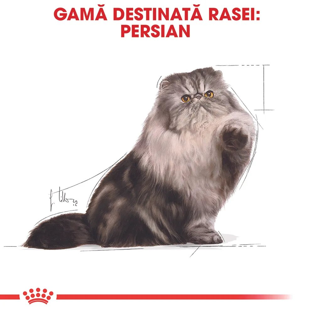 Royal Canin Persian Adult hrană umedă pisici (pate) bax 85g x 12buc
