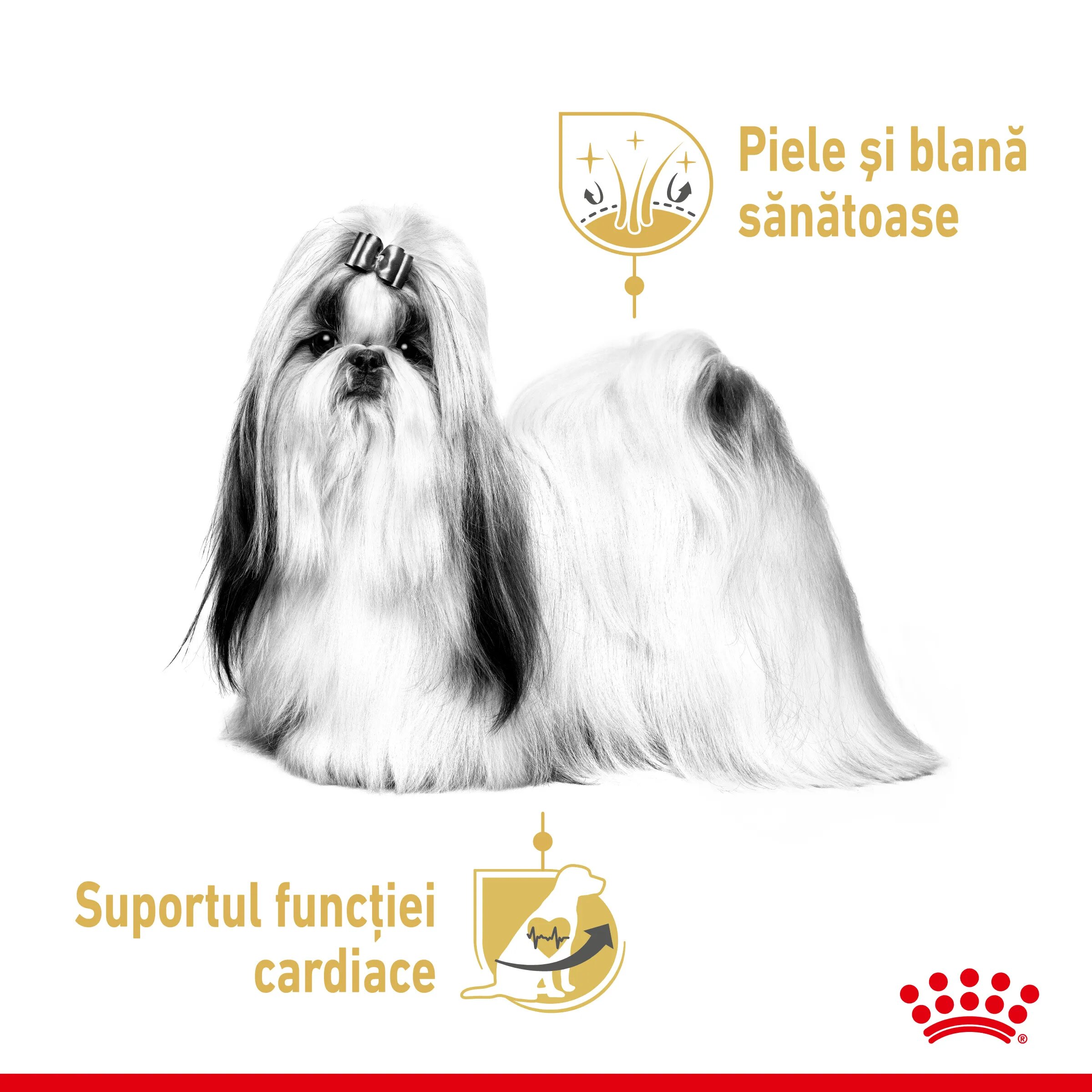 Royal Canin Shih Tzu Adult hrană umedă câini (pate) bax 85g x 12buc
