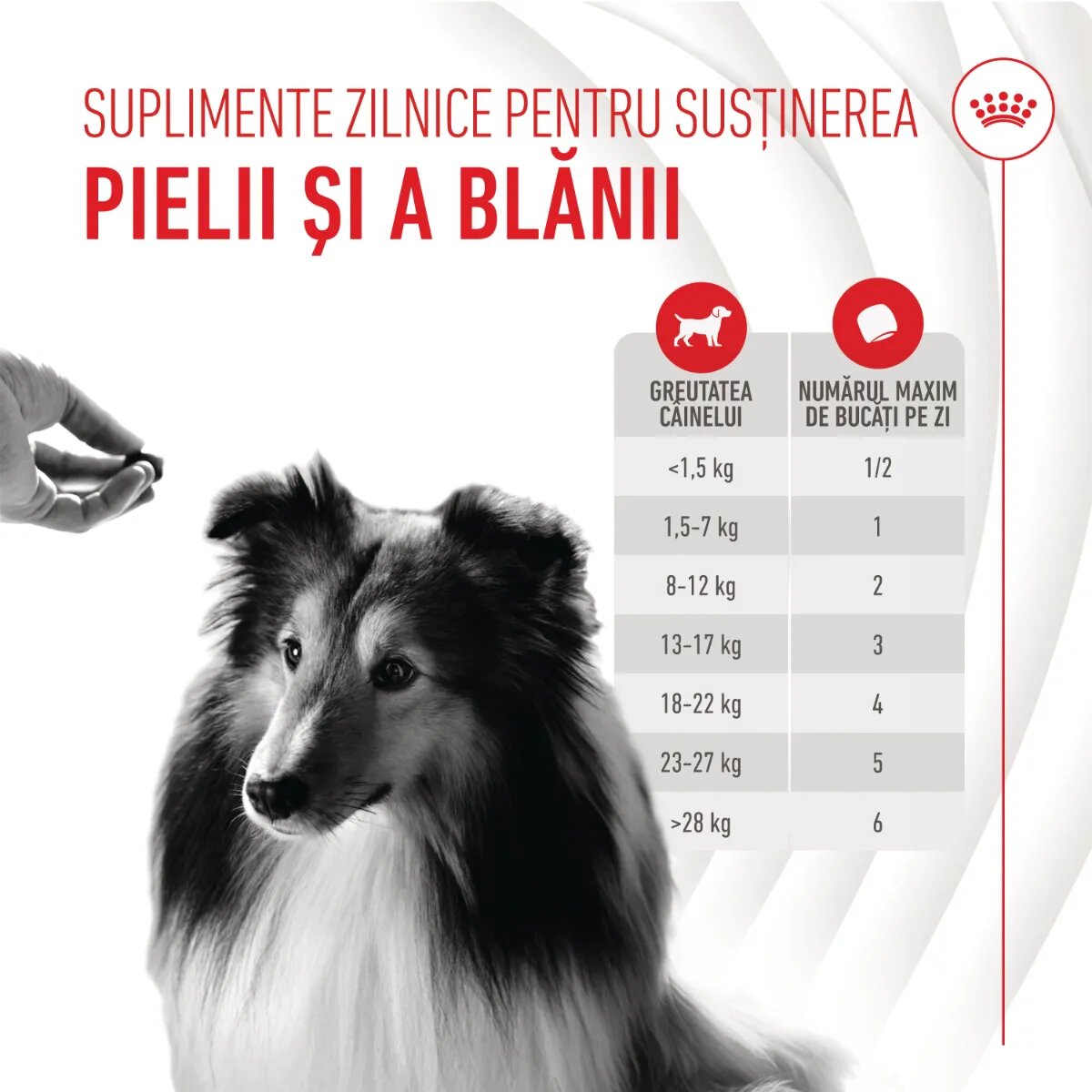 Royal Canin Skin & Coat chews Adult Supplements punguță recompense funcționale câini piele & blană 240g