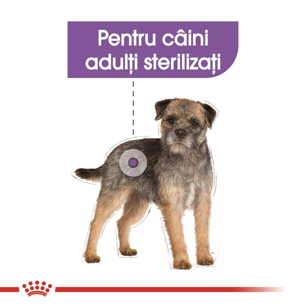 Royal Canin Sterilised Adult hrană umedă câini sterilizați (pate) bax 85g x 12buc