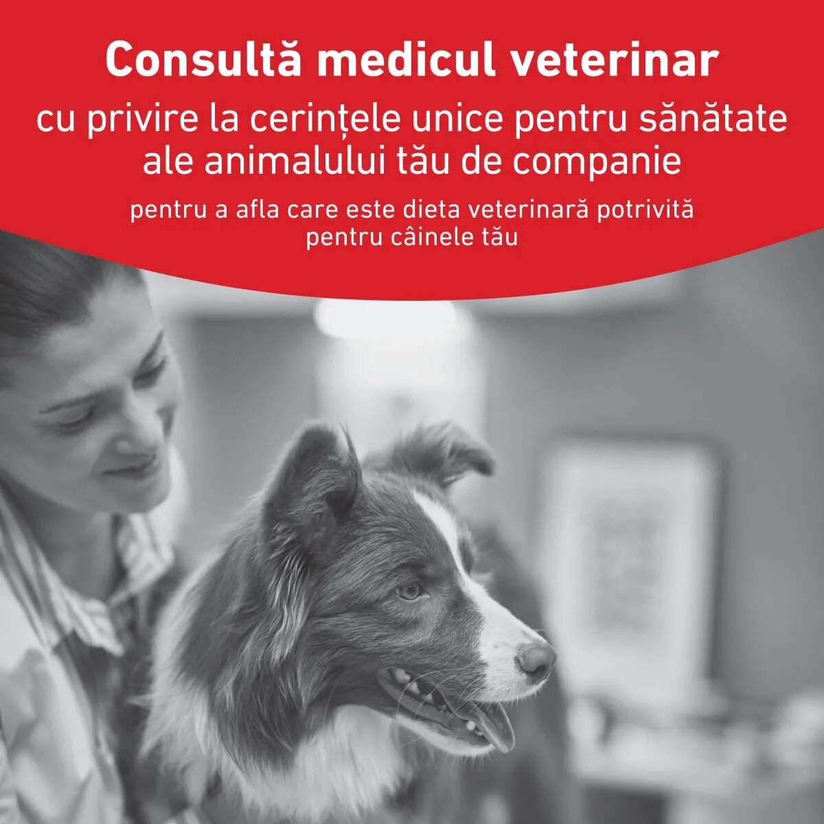 ROYAL CANIN VETERINARY DIET Glycobalance Low Carbohydrate XS-XL dietă veterinară conservă hrană umedă câini diabet (pate) 195g