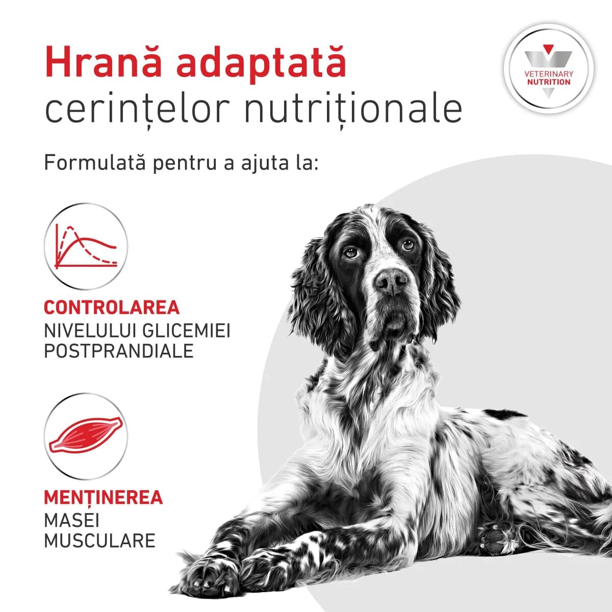 ROYAL CANIN VETERINARY DIET Glycobalance Low Carbohydrate XS-XL dietă veterinară conservă hrană umedă câini diabet (pate) 410g