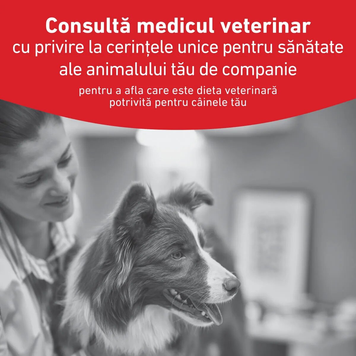 ROYAL CANIN VETERINARY DIET Glycobalance XS-XL dietă veterinară hrană uscată câini diabet 7kg