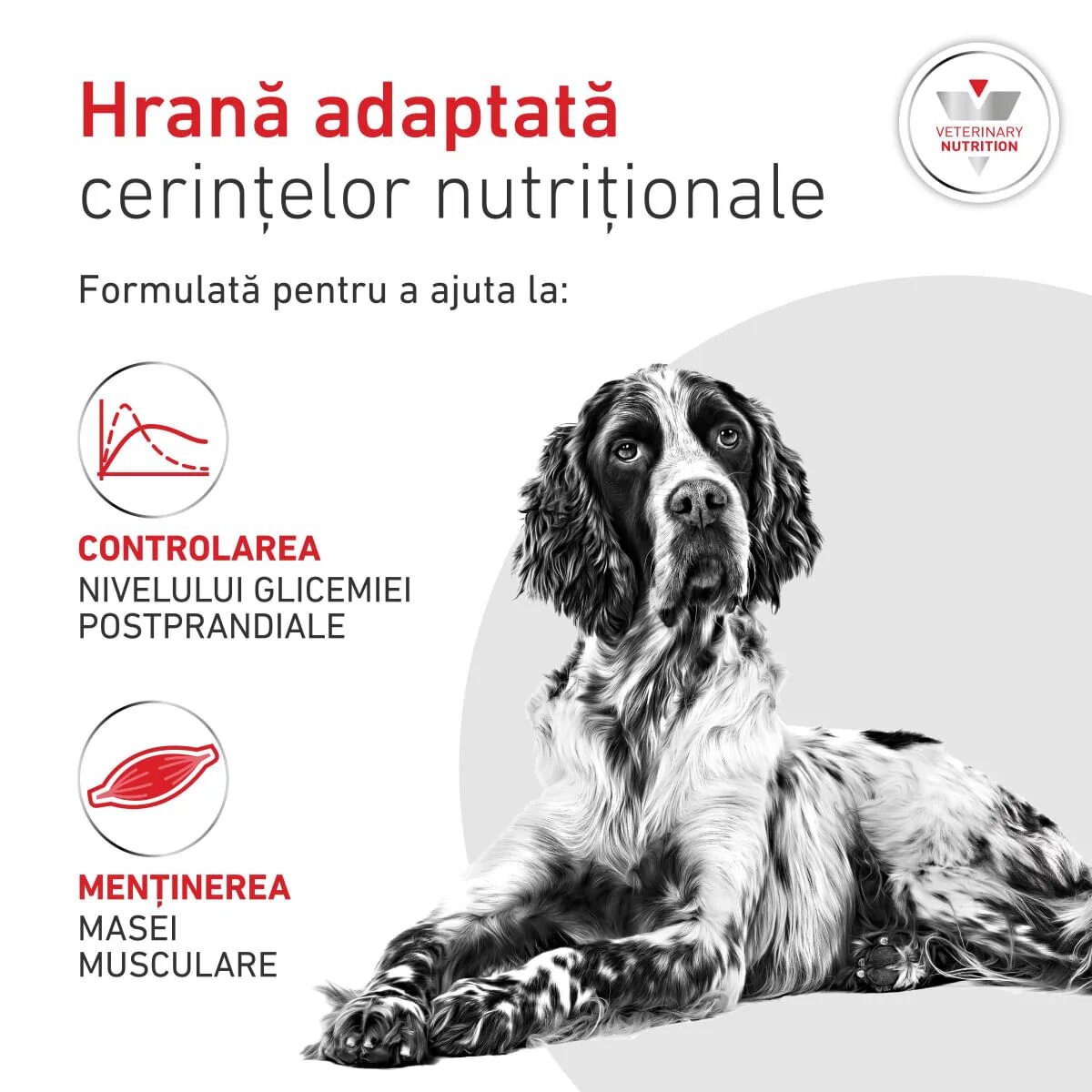 ROYAL CANIN VETERINARY DIET Glycobalance XS-XL dietă veterinară hrană uscată câini diabet 7kg