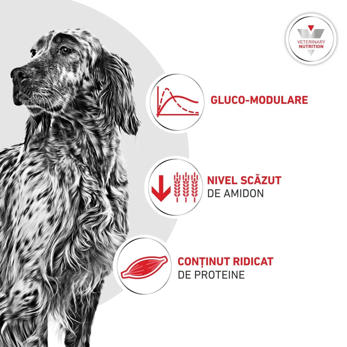 ROYAL CANIN VETERINARY DIET Glycobalance XS-XL dietă veterinară hrană uscată câini diabet 7kg