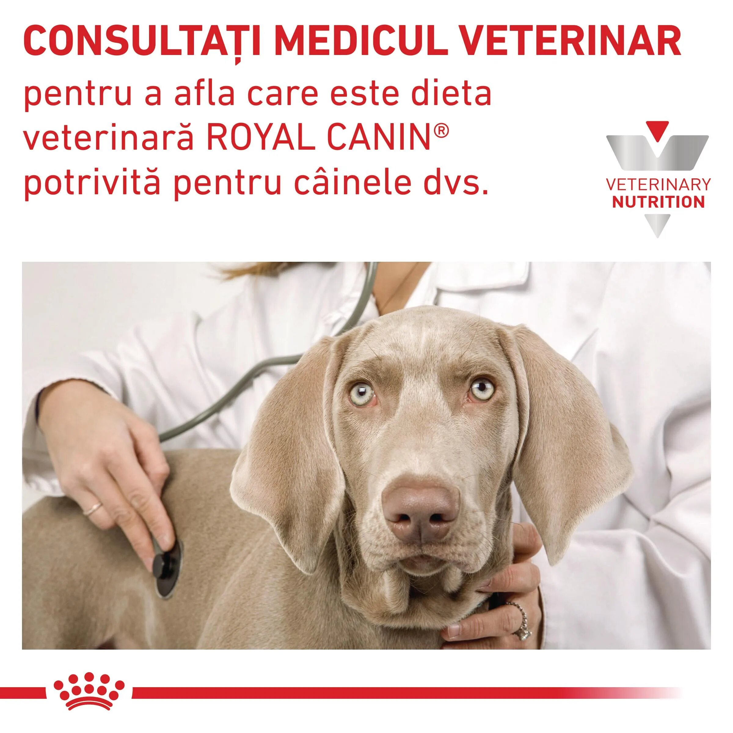 ROYAL CANIN VETERINARY DIET ROYAL CANIN VD Hepatic XS-XL dietă veterinară conservă hrană umedă câini suport hepatic (pate) 200g
