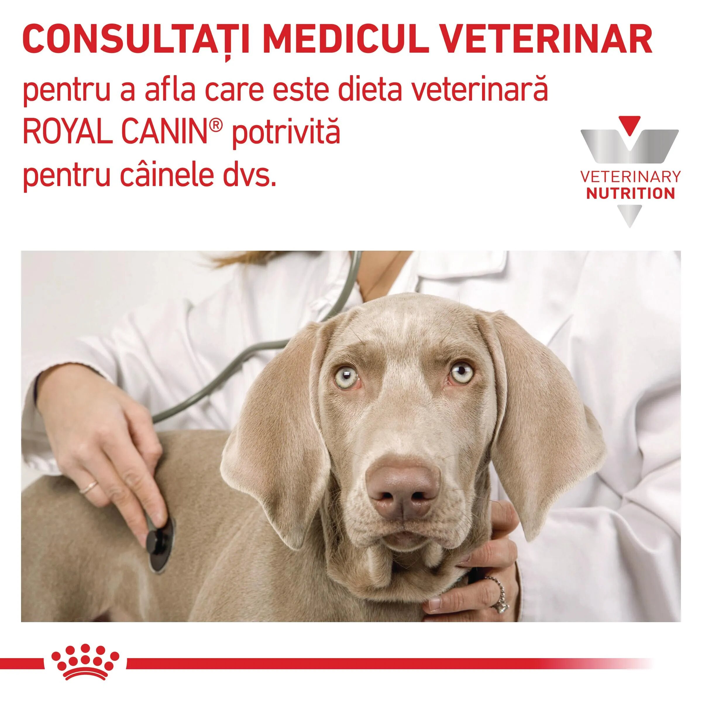 ROYAL CANIN VETERINARY DIET ROYAL CANIN VD Renal XS-XL dietă veterinară conservă hrană umedă câini sistem renal (pate) 200g