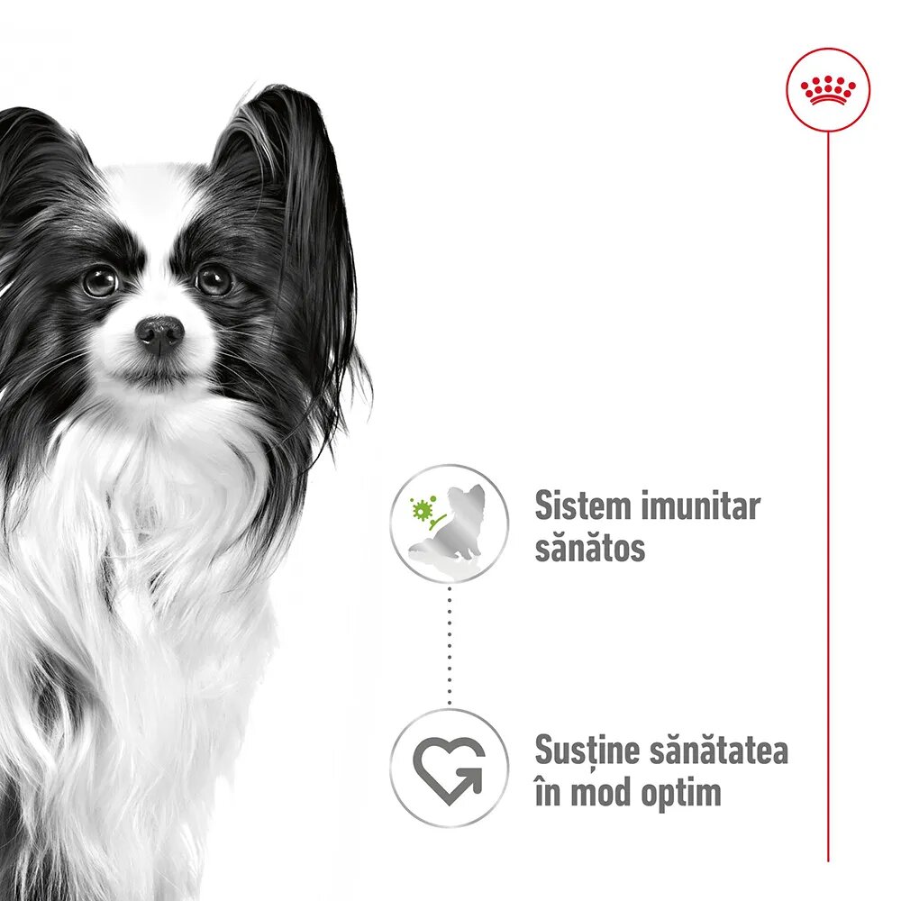 Royal Canin X-Small Adult hrană umedă câini (în sos) 85g