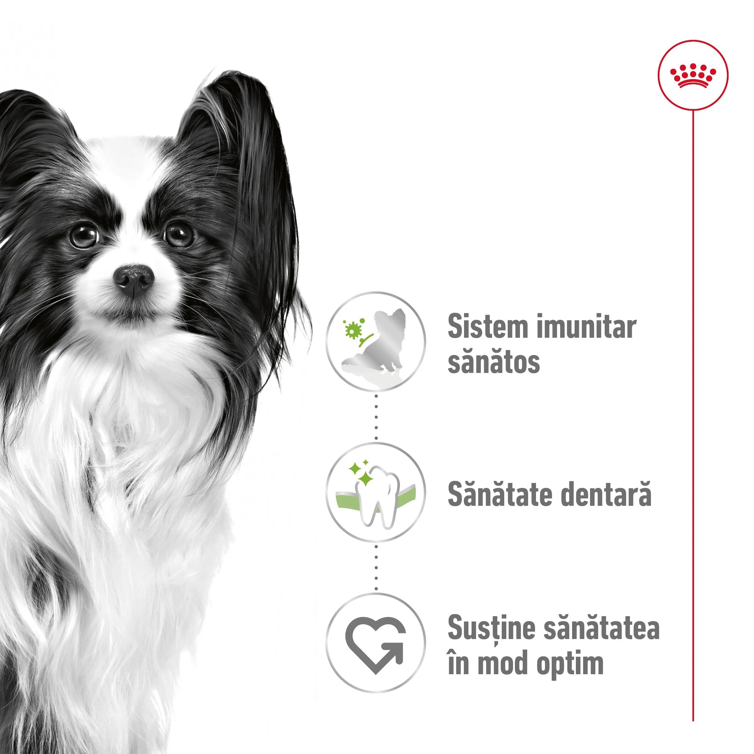 Royal Canin X-Small Adult hrană uscată câini 500g