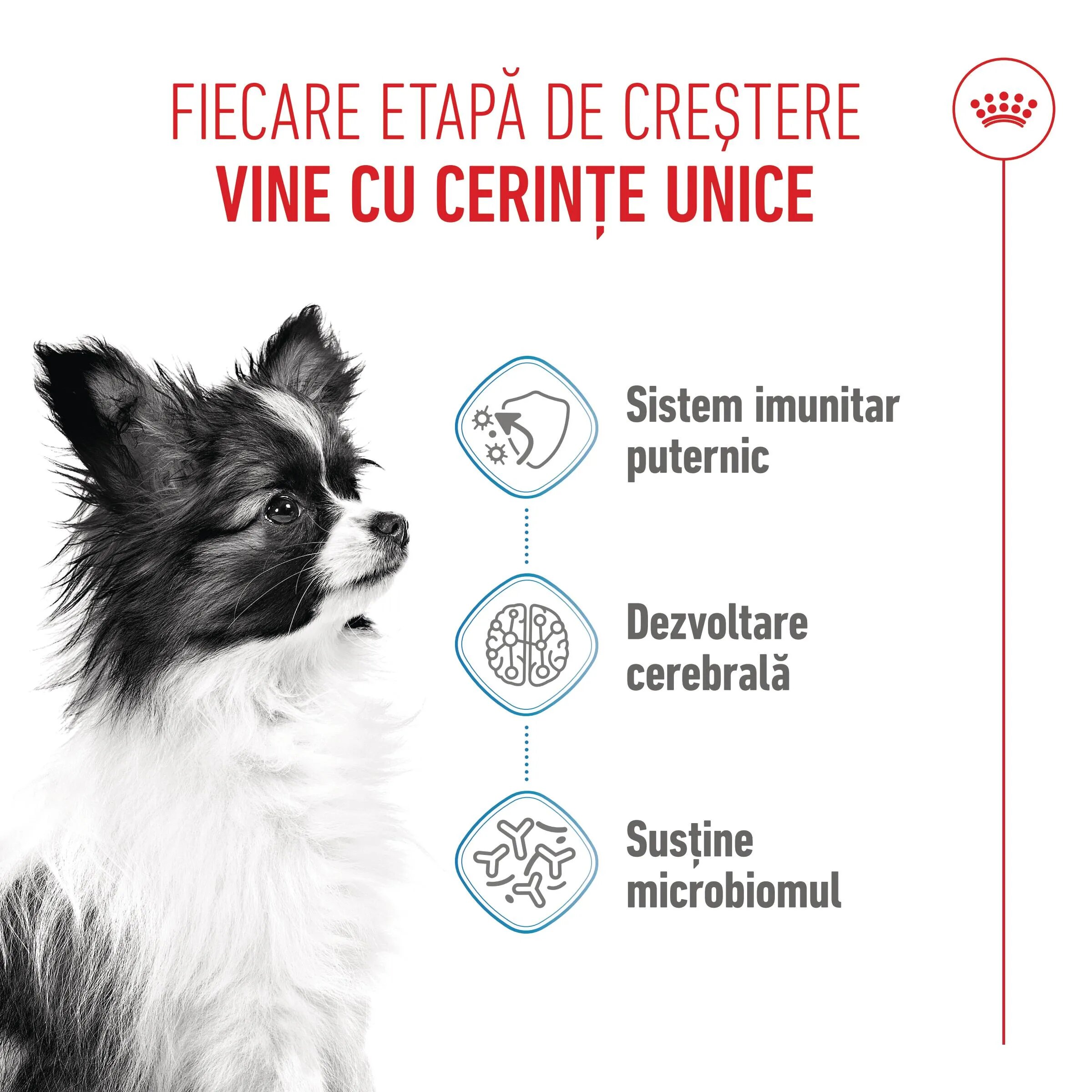 Royal Canin X-Small Puppy hrană uscată câini junior 500g