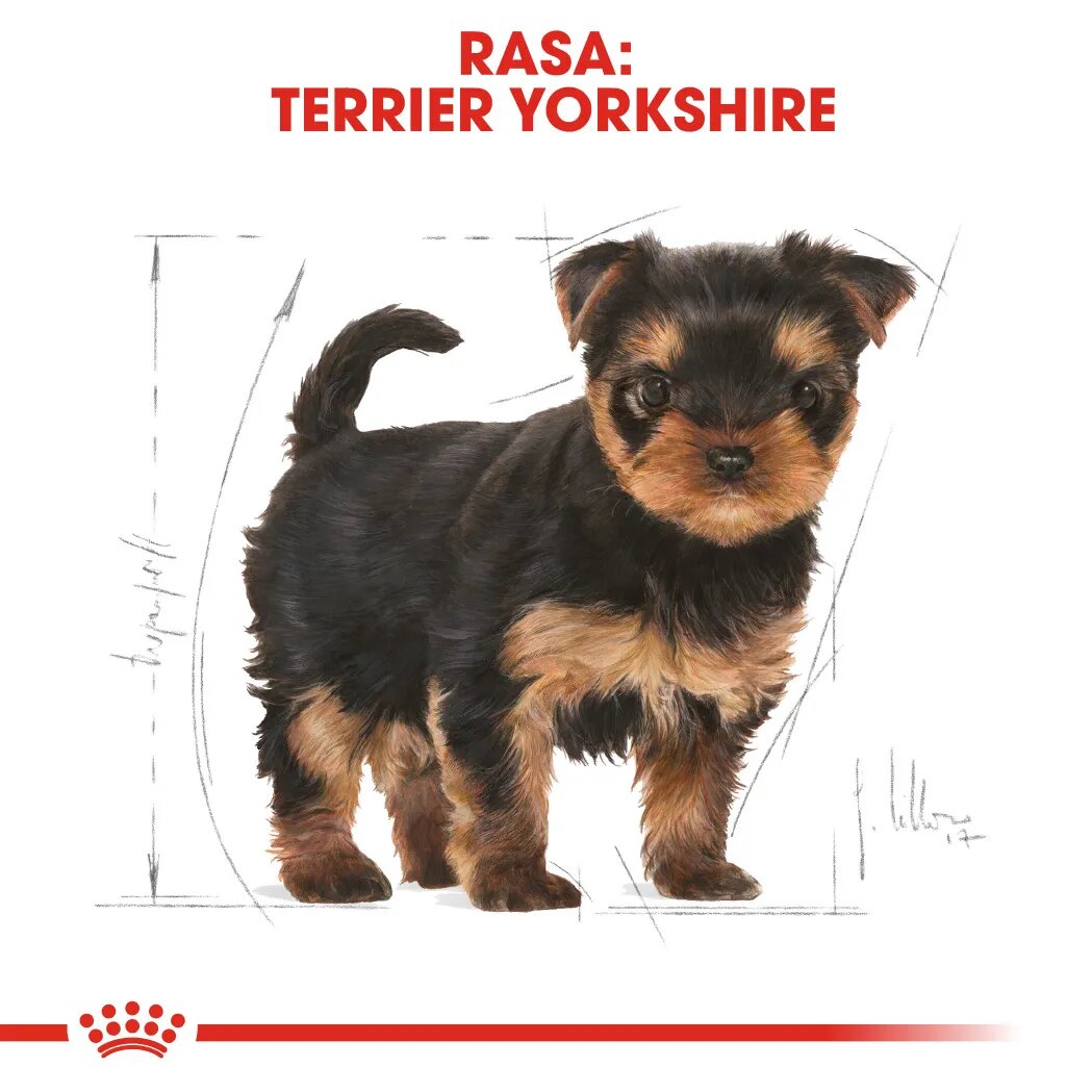 Royal Canin Yorkshire Puppy hrană uscată câini junior 500g