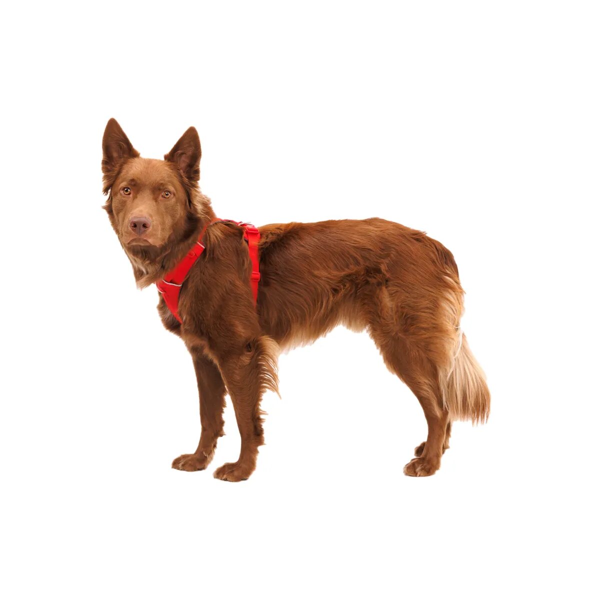 RUFFWEAR Front Rage ham prindere dublă(piept&spate) dresaj câini ajustabil reflectorizant Front Rage Red Canyon ham prindere dublă(piept&spate) dresaj câini ajustabil reflectorizant roșu S(56-69cm)