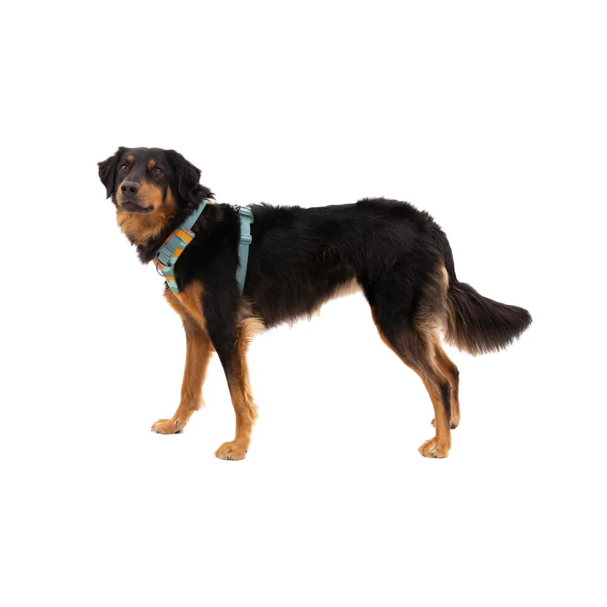 RUFFWEAR Front Rage ham prindere dublă(piept&spate) dresaj câini ajustabil reflectorizant Front Rage Spring Mountains ham prindere dublă(piept&spate) dresaj câini ajustabil reflectorizant verde și portocaliu XS(33-43cm)
