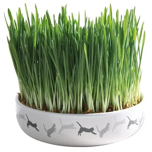 Trixie Bol Ceramica 15*45cm cu Seminte de Orz pentru Iarba 50g